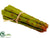 Asparagus - Green - Pack of 18