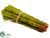 Asparagus - Green - Pack of 18