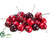 Cherry - Red Dark - Pack of 6