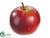 Apple - Burgundy Two Tone - Pack of 12