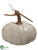 Pumpkin - Cream Gray - Pack of 6