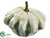 Star Squash - Cream Green - Pack of 12