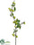 Crabapple Spray - Green - Pack of 12