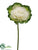 Cabbage Spray - Green White - Pack of 12
