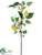 Pear Branch - Green White - Pack of 12