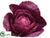 Cabbage - Purple - Pack of 12