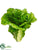 Lettuce - Green - Pack of 12