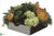 Bromeliad, Protea, Snowball - Green Orange - Pack of 1