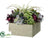 Cymbidium Orchid, Hydrangea, Succulent - Plum Lavender - Pack of 1