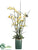 Oncidium Orchid, Horsetail, Succulent - Yellow - Pack of 1