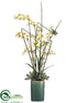 Silk Plants Direct Oncidium Orchid, Horsetail, Succulent - Yellow - Pack of 1