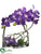 Vanda Orchid, Twig, Moss Ball - Purple - Pack of 1