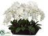 Silk Plants Direct Phalaenopsis Orchid - Cream - Pack of 1