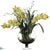 Cymbidium Orchid - Green - Pack of 1