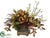 Dendrobium Orchid, Magnolia - Avocado Brown - Pack of 1