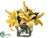 Casablanca Lily - Yellow - Pack of 1