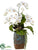 Phalaenopsis Orchid, Echeveria, Philodendron - White Green - Pack of 1