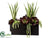 Echeveria, Mother-In-Law's Tongue - Green Burgundy - Pack of 1