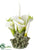 Calla Lily - Cream White - Pack of 1