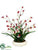 Cymbidium Orchid, Grass - Cream Burgundy - Pack of 4