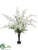 Dendrobium Orchid, Fern - Cream Green - Pack of 1