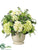 Hydrangea, Snowball, Berry - Green Lavender - Pack of 1
