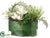 Water Lily, Allium, Lace Fern - Green Cream - Pack of 1