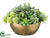 Echeveria, Succulent, Allium - Green Light - Pack of 1