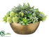 Silk Plants Direct Echeveria, Succulent, Allium - Green Light - Pack of 1