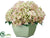 Hydrangea - Green Pink - Pack of 1