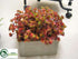 Silk Plants Direct Sedum - Green Burgundy - Pack of 1