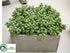 Silk Plants Direct Sedum - Green Natural - Pack of 1