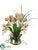 Phalaenopsis Orchid, Twig - Burgundy Green - Pack of 1