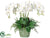 Phalaenopsis Orchid, Lace Fern - White Green - Pack of 1