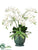 Phalaenopsis Orchid, Sedum, Echeveria - White - Pack of 1