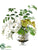 Phalaenopsis Orchid, Anthurium, Shell - White Green - Pack of 1