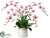 Phalaenopsis Orchid, Feather Fern, Orchid Leaf - Beauty Green - Pack of 1