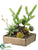 Agave, Flowering Succulent, Monkey Tail - Green Burgundy - Pack of 1