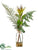 Protea, Lace Fern, Leather Fern - Green - Pack of 1