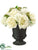 Rose, Snowball, Skimmia - Cream Lime - Pack of 1