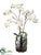 Phalaenopsis Orchid, Fern - Cream Green - Pack of 1