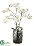Silk Plants Direct Phalaenopsis Orchid, Fern - Cream Green - Pack of 1