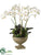 Phalaenopsis Orchid, Succulent - Cream Green - Pack of 1