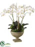 Silk Plants Direct Phalaenopsis Orchid, Succulent - Cream Green - Pack of 1