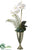 Phalaenopsis Orchid, Succulent - White Green - Pack of 1