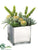 Barrel Cactus, Monkey Tail, Aeonium - Green - Pack of 1