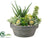 Succulent - Green - Pack of 1