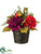 Dahlia - Flame Gold - Pack of 1
