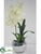 Vanda Orchid - White - Pack of 1