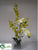 Oncidium Orchid - Cream Yellow - Pack of 1